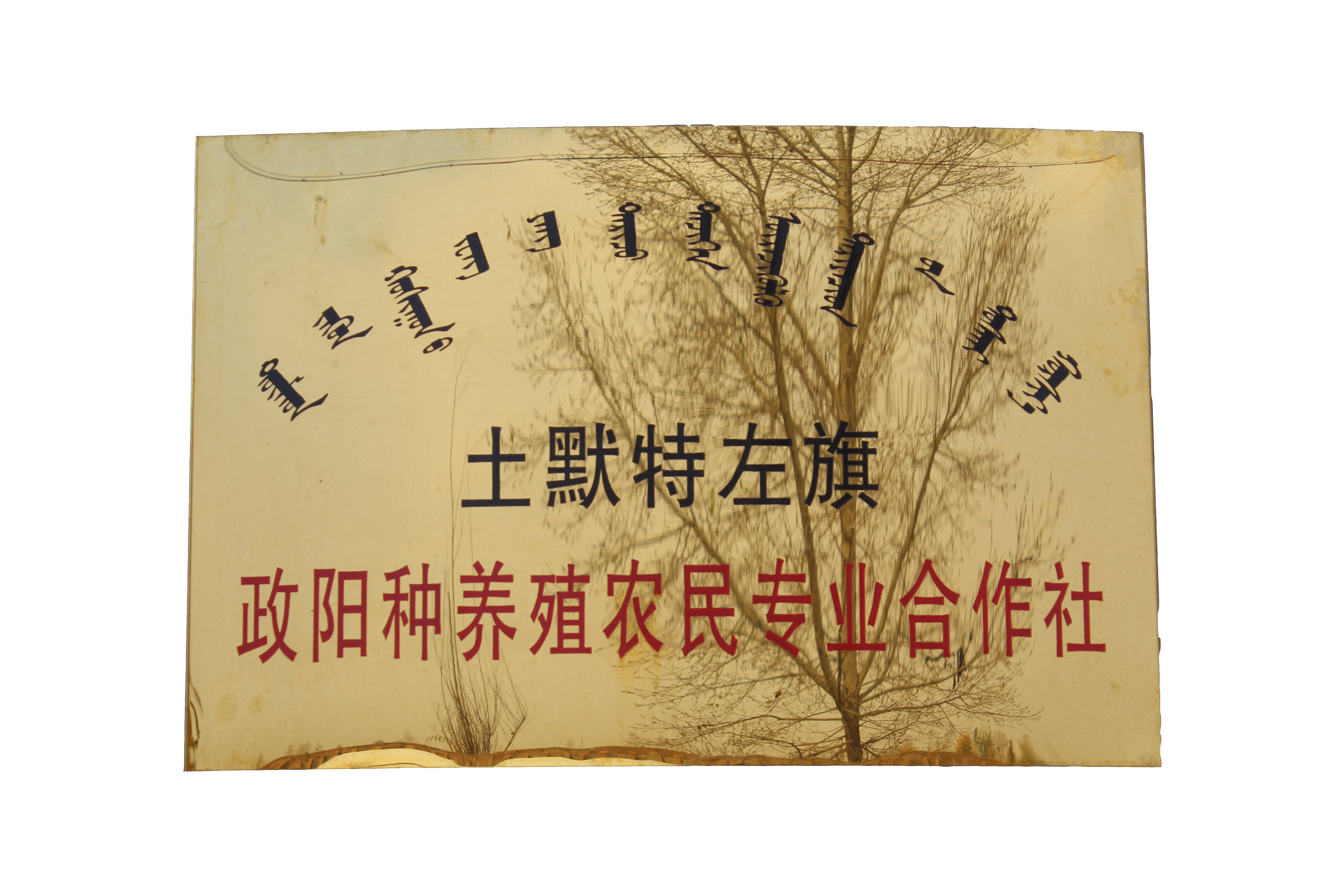 土默特左旗政陽種養(yǎng)殖農(nóng)民專業(yè) 合作社簡(jiǎn)介